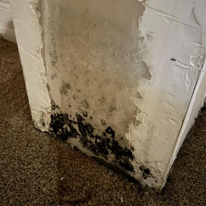 Professional Mold Removal in Jackson, LA